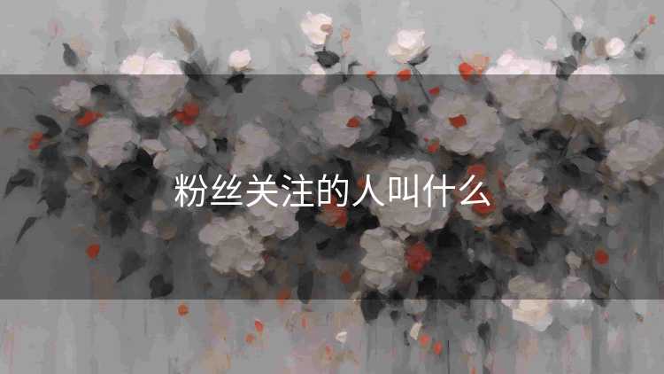 粉丝关注的人叫什么
